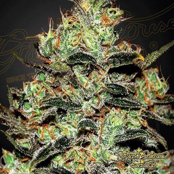 Planta de maconha