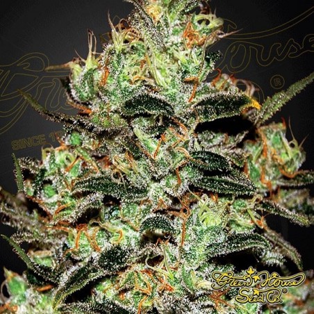 Moby Dick Moby Dick