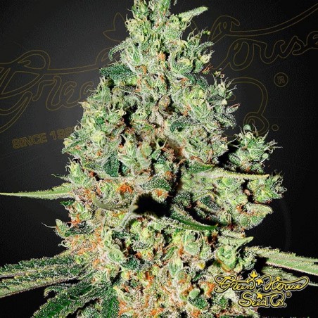 Planta de marihuana Planta de marihuana