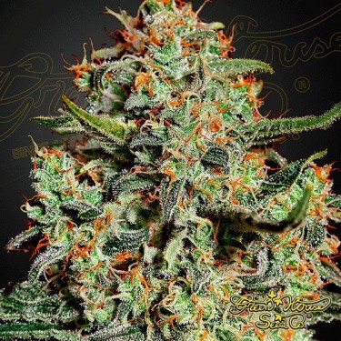 Semilla de marihuana
