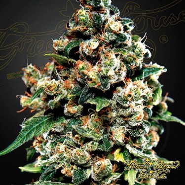 Planta de marihuana