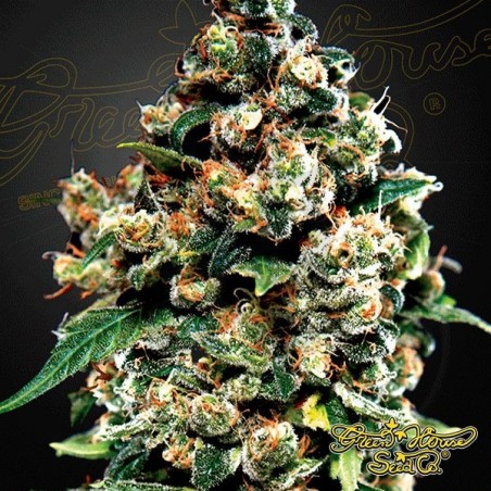 Planta de marihuana Planta de marihuana