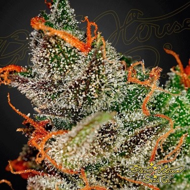 Planta de marihuana