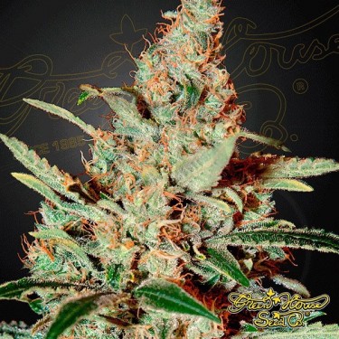 Planta de marihuana