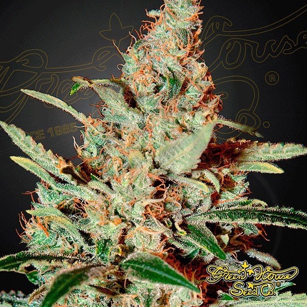Planta de marihuana