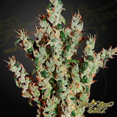 Planta de marihuana