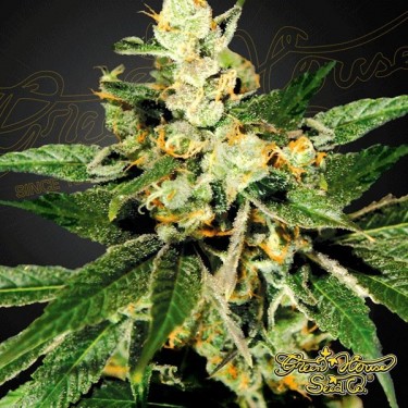 Planta de marihuana