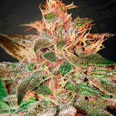 Planta de marihuana