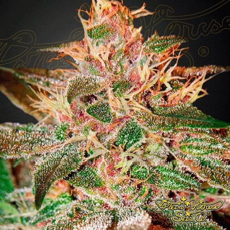 Planta de marihuana Planta de marihuana