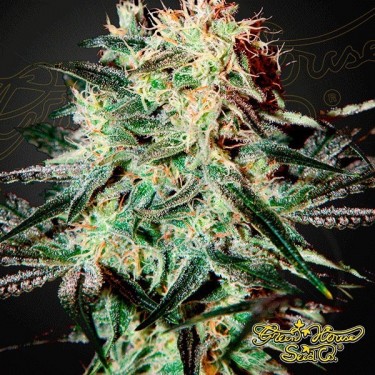 Planta de marihuana