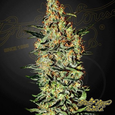 Neville's Haze planta de marihuana