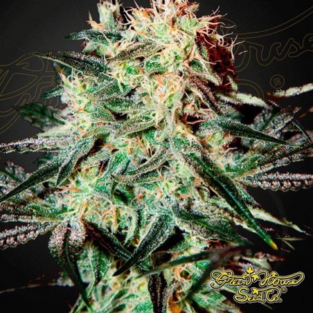 Planta de marihuana