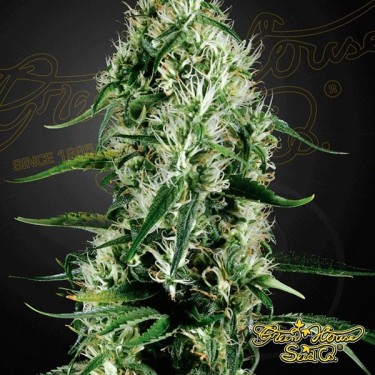 Planta de marihuana