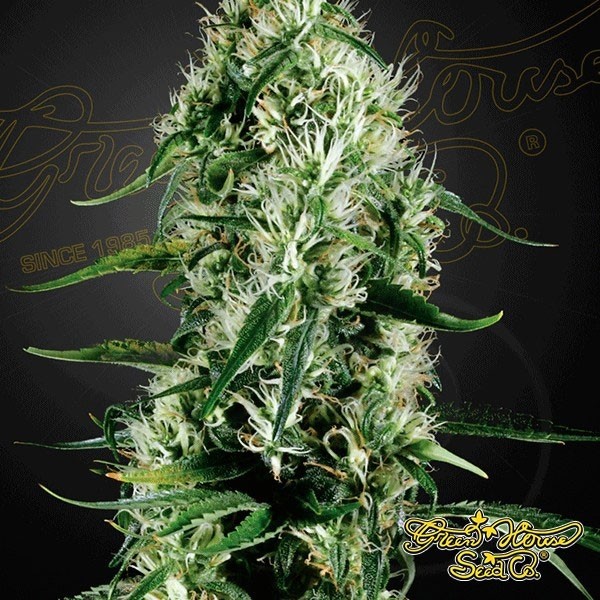Planta de marihuana