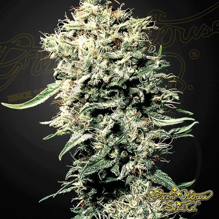 Plante de marijuana White Rhino Plante de marijuana White Rhino