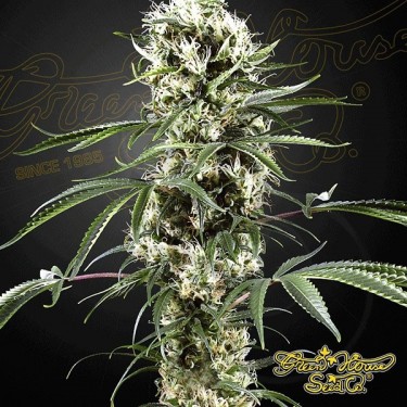 Planta de marihuana
