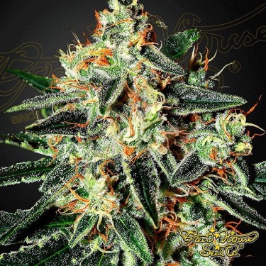 Semilla de marihuana