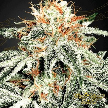 White Widow marijuana plant