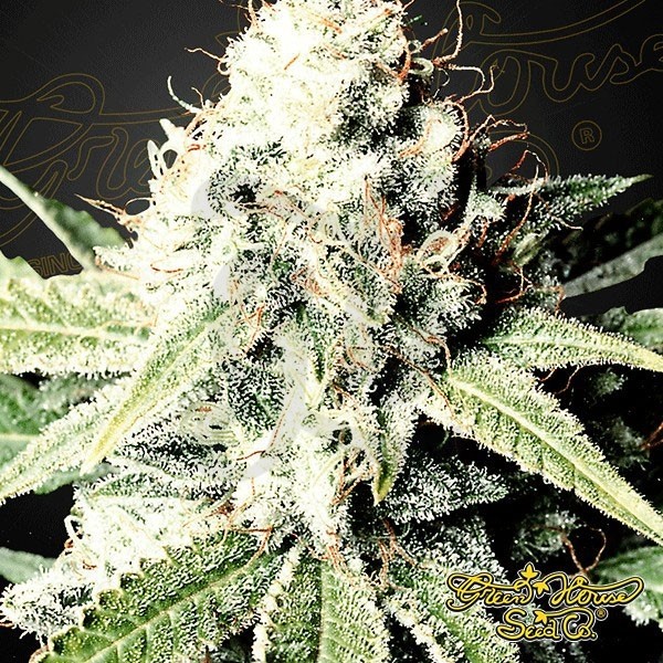 Great White Shark marijuana plant