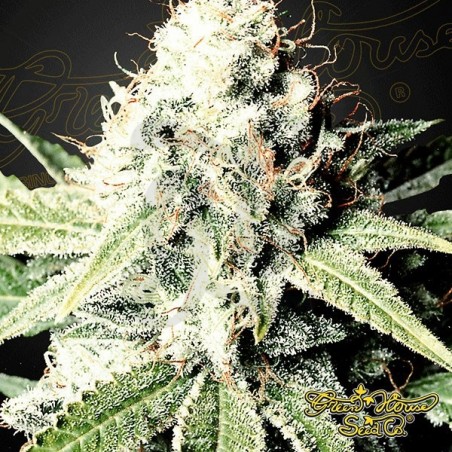 Semilla de marihuana Semilla de marihuana