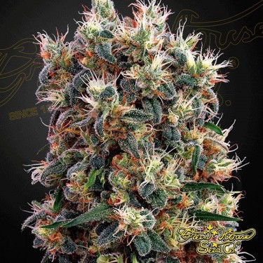 Semilla de marihuana
