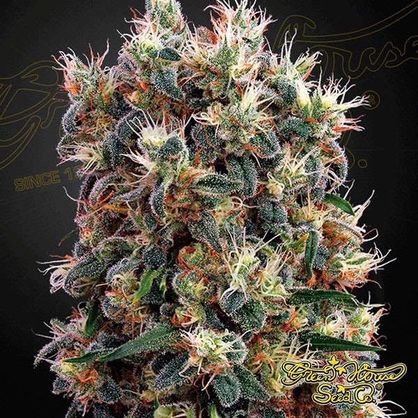 Semilla de marihuana