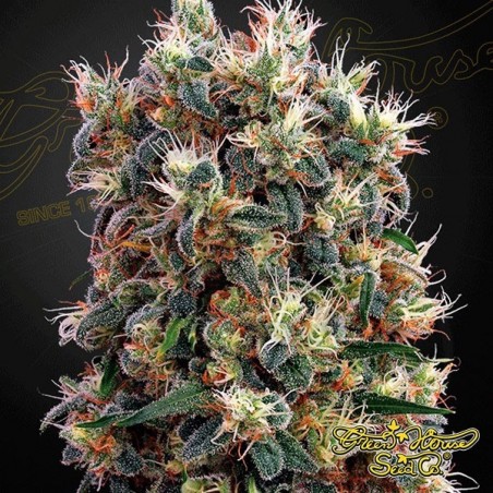The Church Plante de cannabis The Church Plante de cannabis
