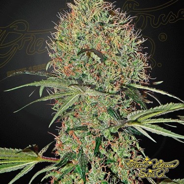 Planta de marihuana