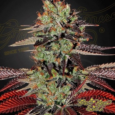 Planta de marihuana