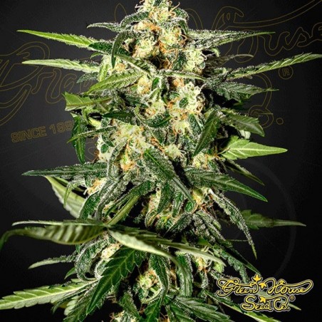 Planta de marihuana Planta de marihuana