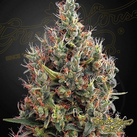 Planta de marihuana Planta de marihuana