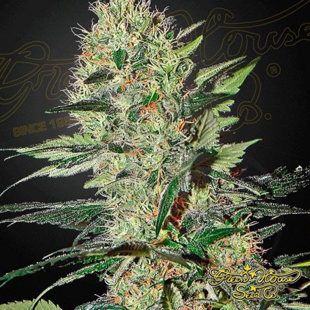 Planta de marihuana Planta de marihuana