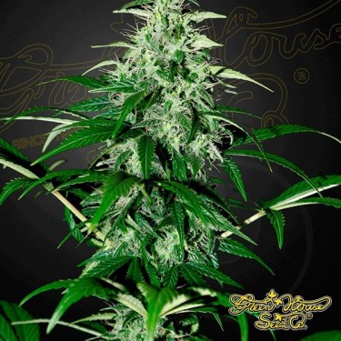 Planta de marihuana
