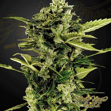 Planta de marihuana