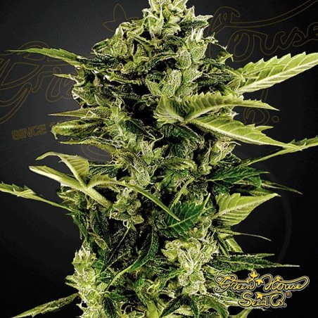 Planta de marihuana Planta de marihuana