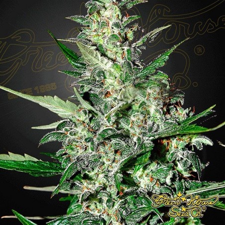 Planta de marihuana Planta de marihuana