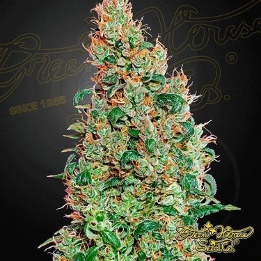 Planta de marihuana