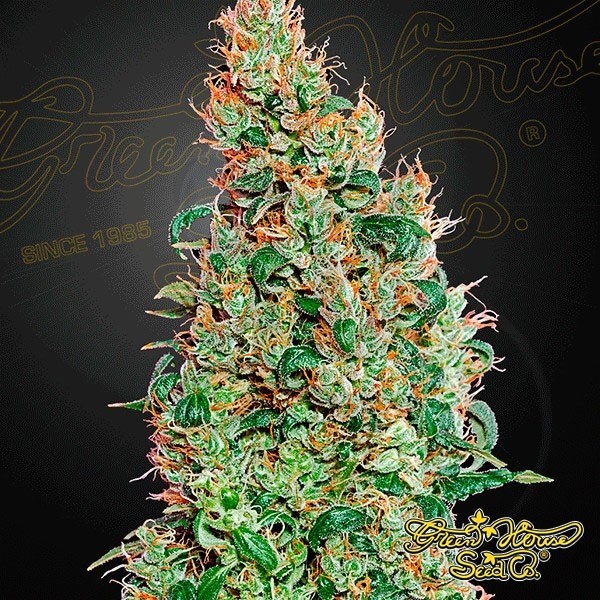 Green-o-Matic marijuana plant