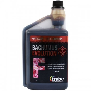Bachumus Evolution F (bloom)