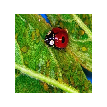 Adalia Bipunctata