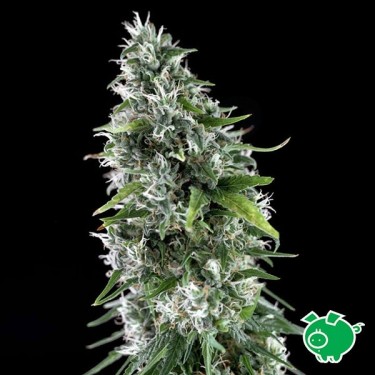 Planta de marihuana