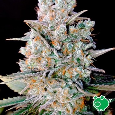 Nevil Bilbo Auto planta de marihuana