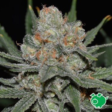 Nevil Bilbo Auto planta de marihuana