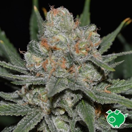 Nevil Bilbo Auto planta de marihuana Nevil Bilbo Auto planta de marihuana