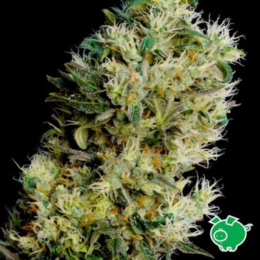 Amnesia Bilbo auto planta de marihuana