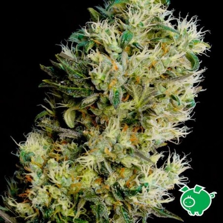 Amnesia Bilbo planta de maconha auto Amnesia Bilbo planta de maconha auto