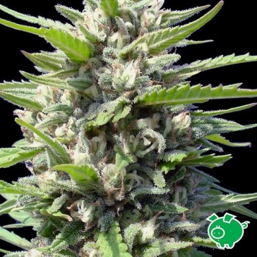 Northern Lights Auto planta de marihuana