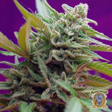 Planta de Black Jack Auto