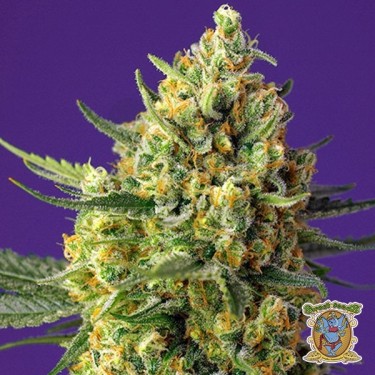Planta de marihuana