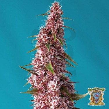 Planta de marihuana